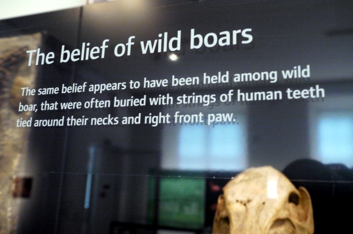 An 'extra' caption on a display case containing boar remains and boar's-tusk necklaces in the National Museum of Denmark